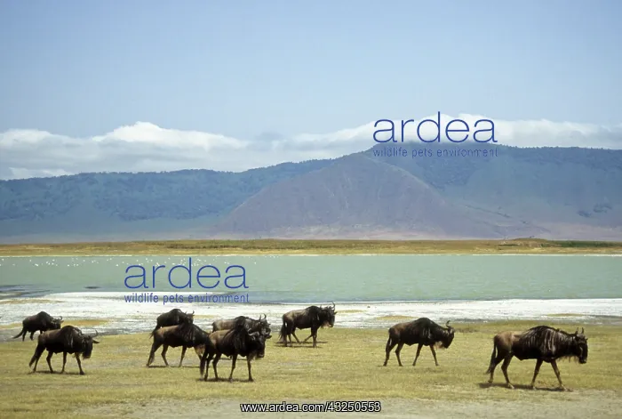 : Tanzania: Ngorongoro Conservation Area : Tanzania: Ngorongoro Conservation Area