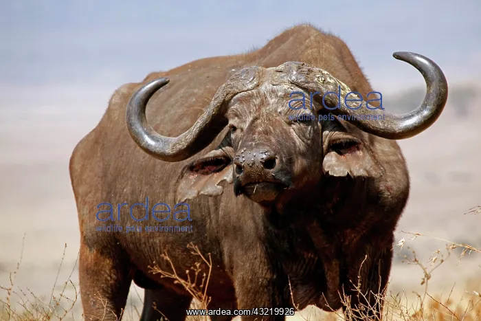 : Tanzania, Ngorongoro Crater. African Buffalo : Tanzania, Ngorongoro Crater. African Buffalo