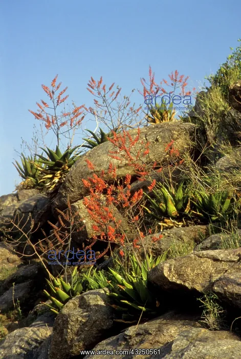 : Tanzania: Ngorongoro Crater Conservation : Tanzania: Ngorongoro Crater Conservation