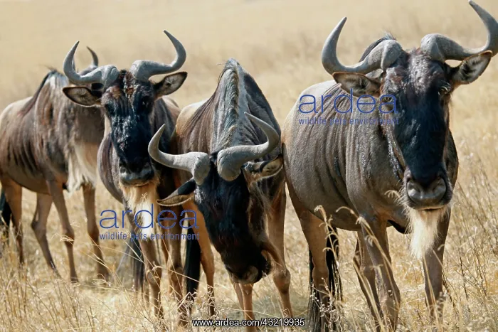: Tanzania, Ngorongoro Crater. Grazing Wildebeest : Tanzania, Ngorongoro Crater. Grazing Wildebeest