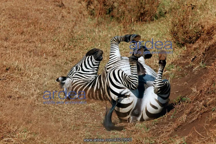  : Tanzania, Ngorongoro Crater. Zebra rolling