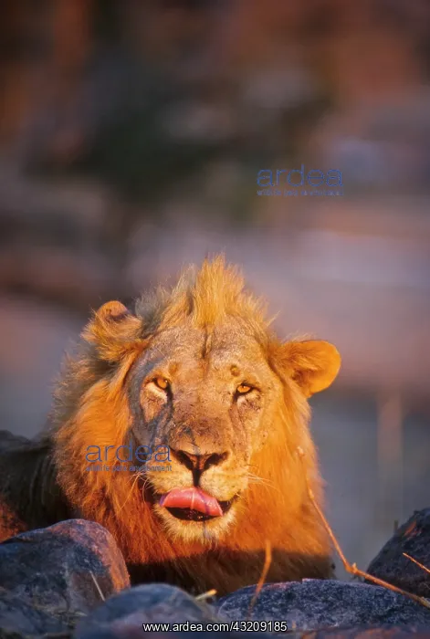 : Tanzania, Ruaha National Park, Mwagusi Camp : Tanzania, Ruaha National Park, Mwagusi Camp