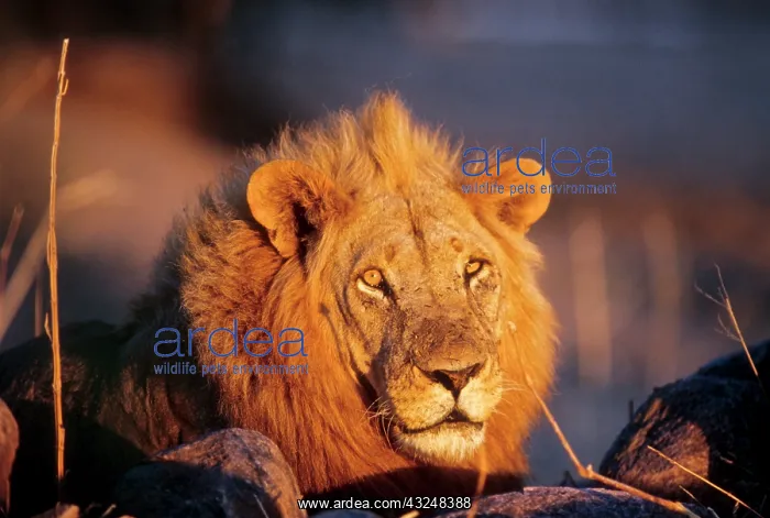 : Tanzania, Ruaha National Park, Mwagusi Camp : Tanzania, Ruaha National Park, Mwagusi Camp