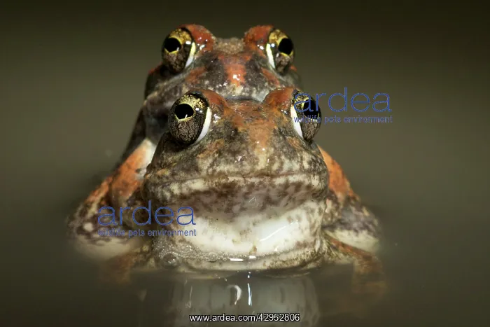 : Tanzania Sand Frog - couple mating in water : Tanzania Sand Frog - couple mating in water