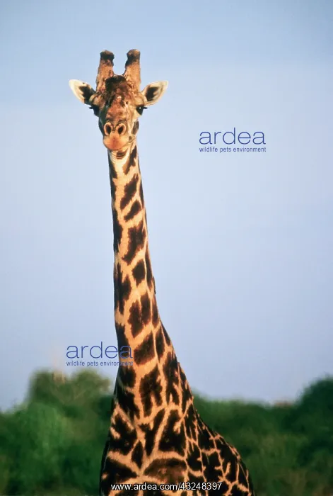 : Tanzania, Selous Game Reserve, Sand Rivers : Tanzania, Selous Game Reserve, Sand Rivers