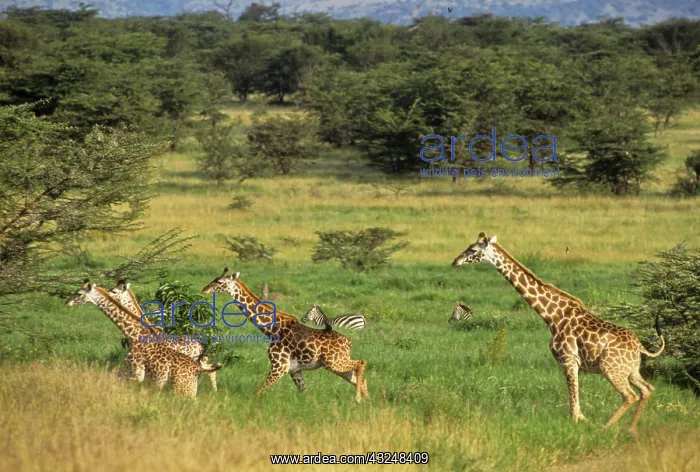 : Tanzania, Serengeti National Park, Lobo : Tanzania, Serengeti National Park, Lobo