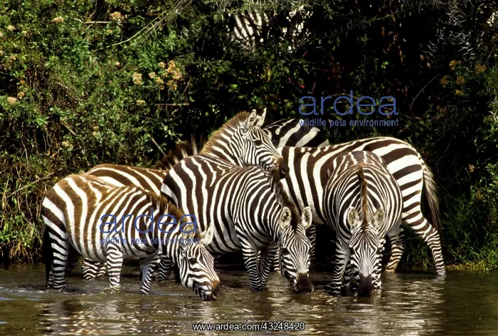 : Tanzania, Serengeti National Park, near : Tanzania, Serengeti National Park, near