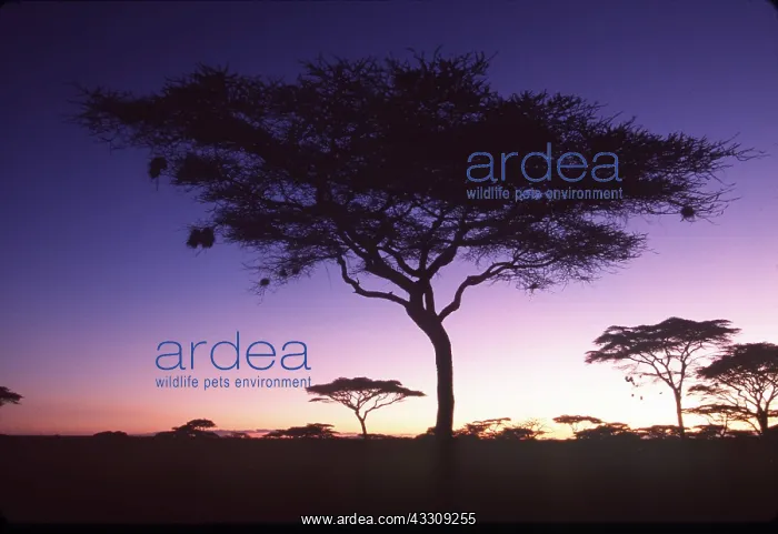  : TANZANIA - Serengeti National ParkAcacia trees at sunset