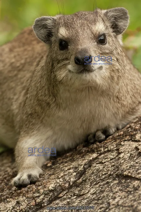 : Tanzania, Seronera area, Serengeti National : Tanzania, Seronera area, Serengeti National