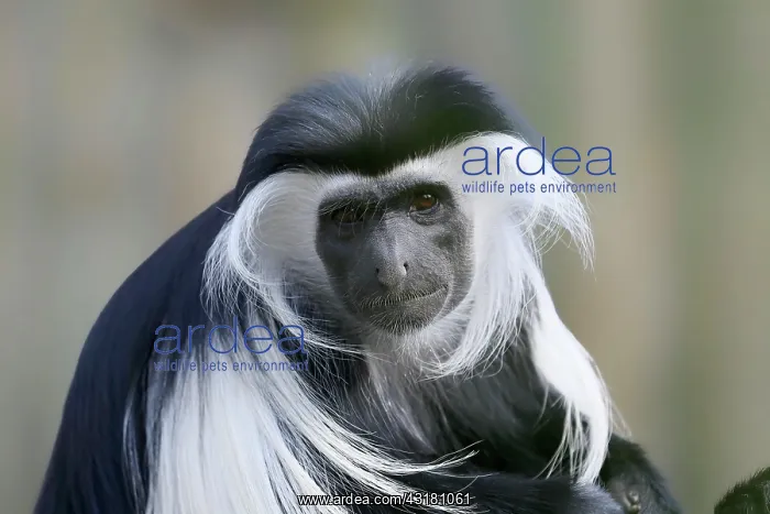 : Tanzania stubby monkey (Colobus angolensis palliatus) : Tanzania stubby monkey (Colobus angolensis palliatus)