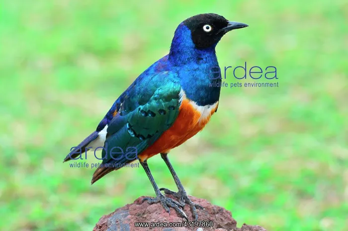 : Tanzania. Superb starling (Lamprotornis superbus) : Tanzania. Superb starling (Lamprotornis superbus)