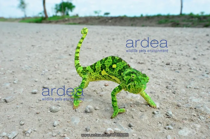  : Tanzania. Tarangire national park. Cameleon crossing