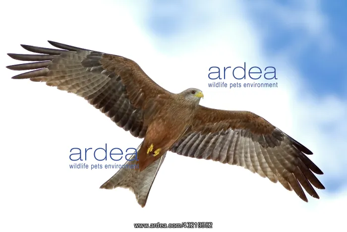 : Tanzania. Detail of yellow-billed kite in : Tanzania. Detail of yellow-billed kite in