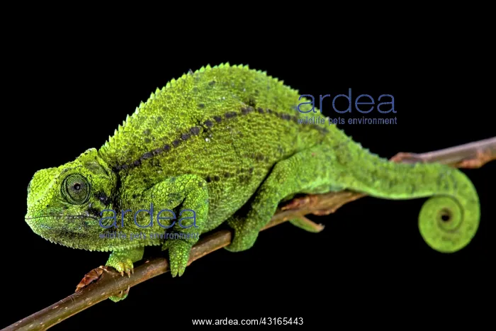  : Tanzanian Montane Dwarf Chameleon (Trioceros sternfeldi)