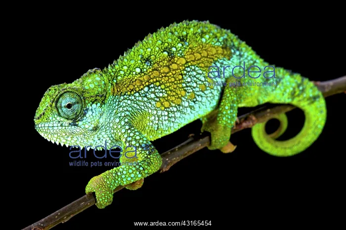 : Tanzanian Montane Dwarf Chameleon (Trioceros sternfeldi) : Tanzanian Montane Dwarf Chameleon (Trioceros sternfeldi)