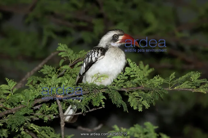 : Tanzanian Red-billed Hornbill : Tanzanian Red-billed Hornbill