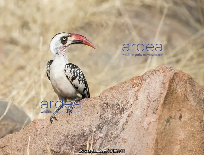 : Tanzanian Red-billed Hornbill : Tanzanian Red-billed Hornbill