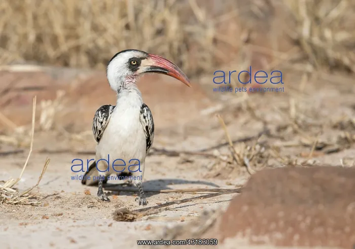 : Tanzanian Red-billed Hornbill : Tanzanian Red-billed Hornbill