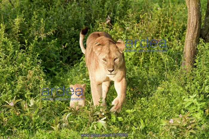 : Tanzanie, Ngorongoro national park, Lion (Panthera : Tanzanie, Ngorongoro national park, Lion (Panthera