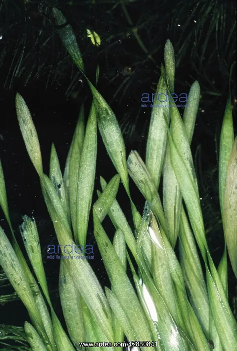 : Tape GRASS - aquatic : Tape GRASS - aquatic