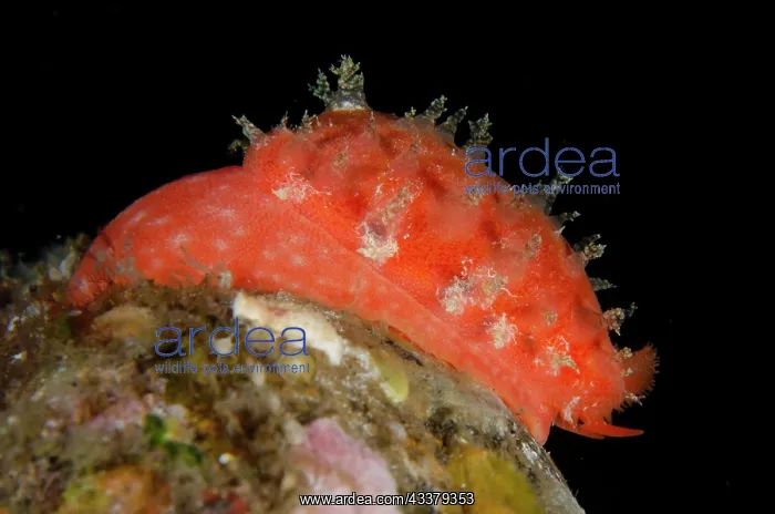 : Tapering Cowrie Shell : Tapering Cowrie Shell