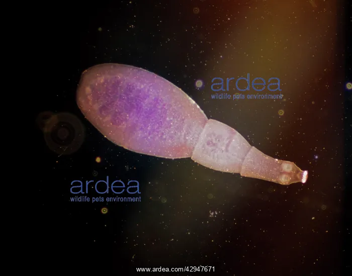 : Tapeworm (Echinococcus granulosus). Light Micrograph : Tapeworm (Echinococcus granulosus). Light Micrograph