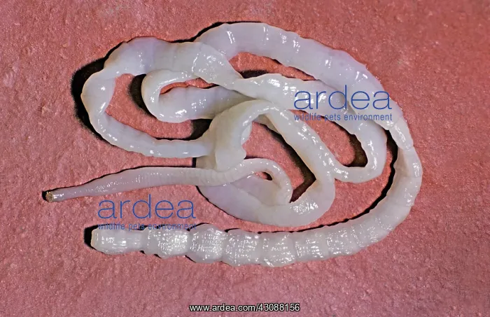 : Tapeworm. The Tapeworm, (Dipylidium sp.), is common in cats and dogs, and sometimes humans : Tapeworm. The Tapeworm, (Dipylidium sp.), is common in cats and dogs, and sometimes humans