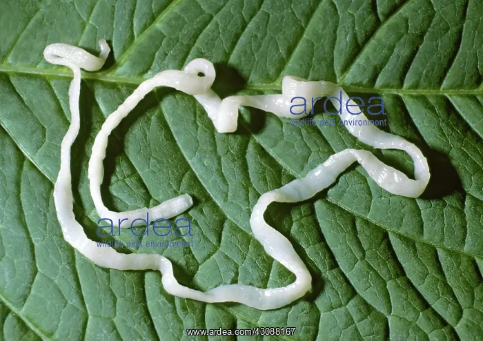 : Tapeworm. The Tapeworm, (Dipylidium sp.), is common in cats and dogs, and sometimes humans : Tapeworm. The Tapeworm, (Dipylidium sp.), is common in cats and dogs, and sometimes humans