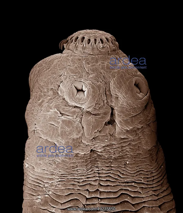: Tapeworm : Tapeworm