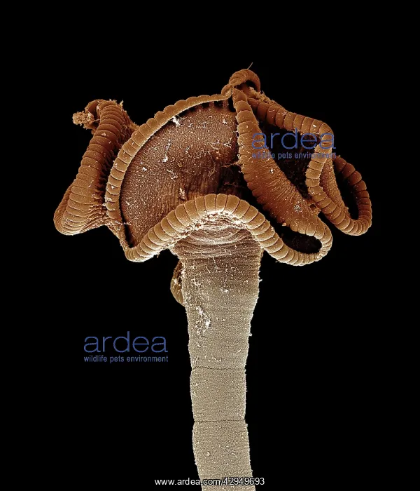 : Tapeworm from shark : Tapeworm from shark