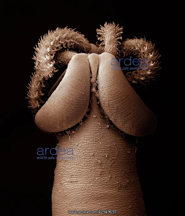 : Tapeworm from shark : Tapeworm from shark