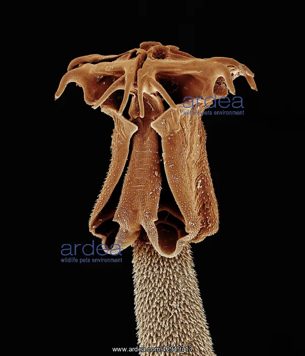 : Tapeworm from shark : Tapeworm from shark