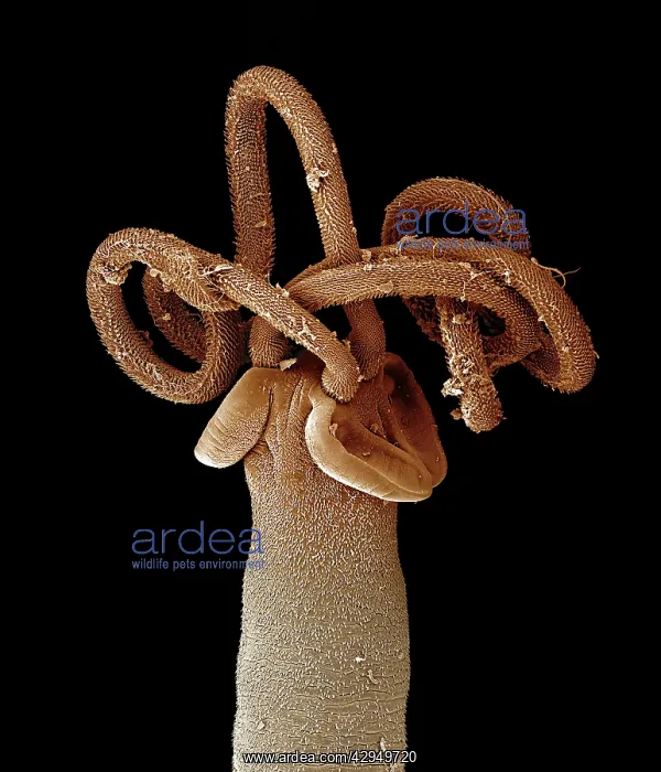 : Tapeworm from shark : Tapeworm from shark