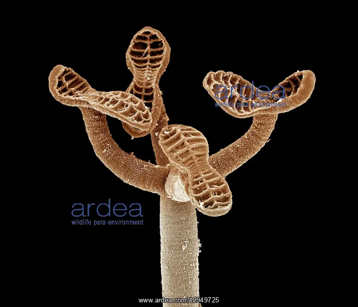 : Tapeworm from shark : Tapeworm from shark