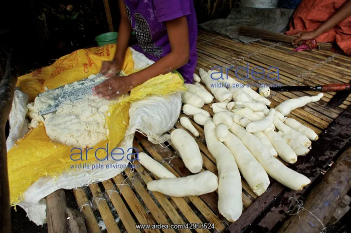 : Tapioca preparation : Tapioca preparation