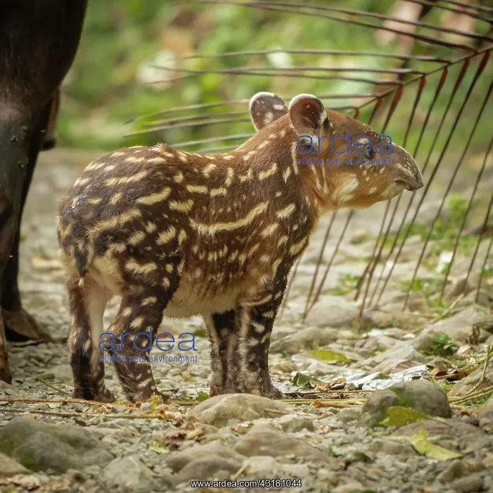: Tapir Baby (Tapirus bairdii) exploring its surroundings : Tapir Baby (Tapirus bairdii) exploring its surroundings