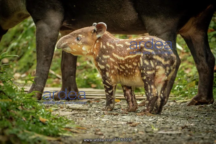 : Tapir Baby (Tapirus bairdii) Tapir (Tapirus bairdii) : Tapir Baby (Tapirus bairdii) Tapir (Tapirus bairdii)