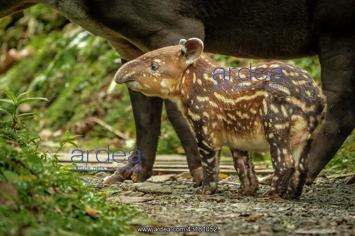 : Tapir Baby (Tapirus bairdii) Tapir (Tapirus bairdii) : Tapir Baby (Tapirus bairdii) Tapir (Tapirus bairdii)
