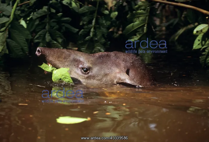 : Tapir - eating vegetation while swimming through : Tapir - eating vegetation while swimming through