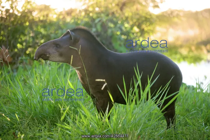 : Tapir. Manu National Park : Tapir. Manu National Park