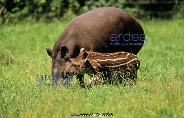 : Tapir - mother & calf : Tapir - mother & calf