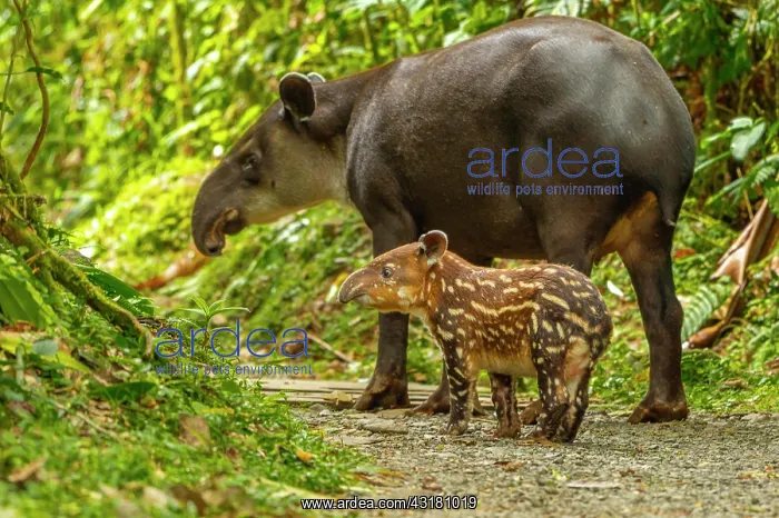 : Tapir (Tapirus bairdii) mother with child roaming : Tapir (Tapirus bairdii) mother with child roaming
