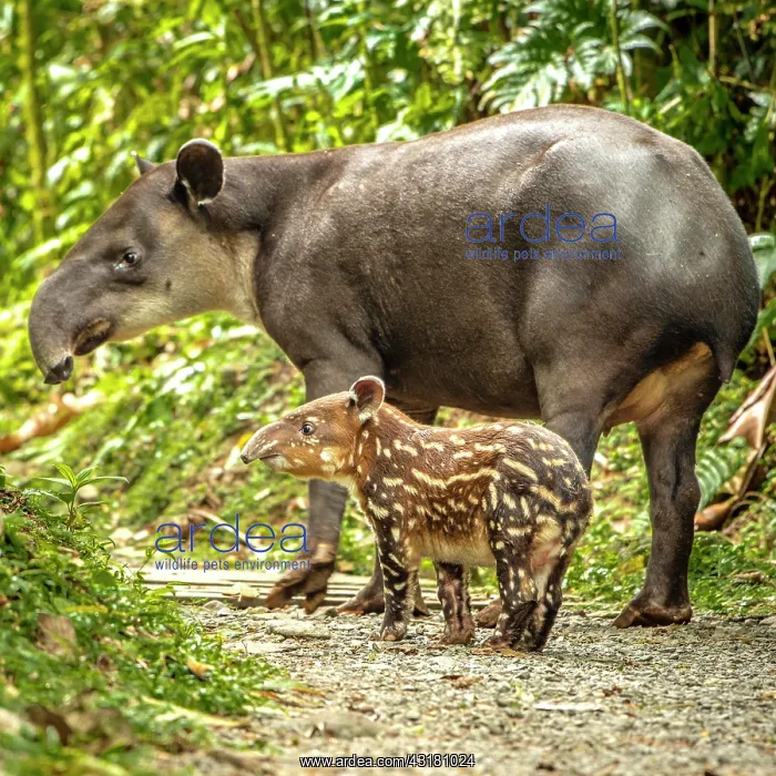 : Tapir (Tapirus bairdii) mother with child roaming : Tapir (Tapirus bairdii) mother with child roaming
