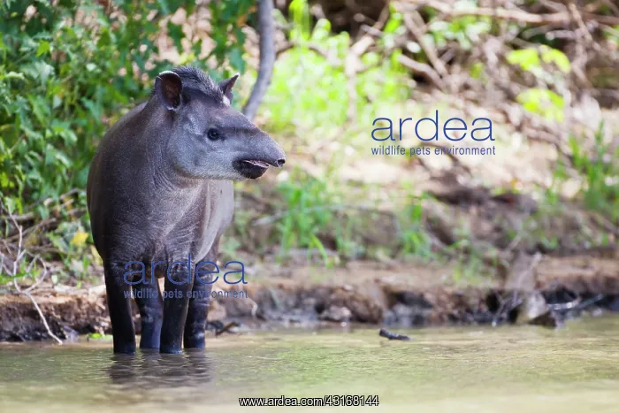: Tapir. A Tapir (Tapirus terrestris) standing along the river's edge in the morning : Tapir. A Tapir (Tapirus terrestris) standing along the river's edge in the morning