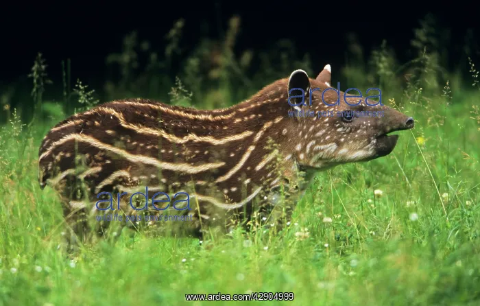  : Tapir - young