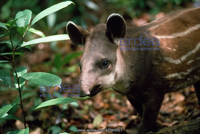: TAPIR - YOUNG SHOWING MARKING : TAPIR - YOUNG SHOWING MARKING