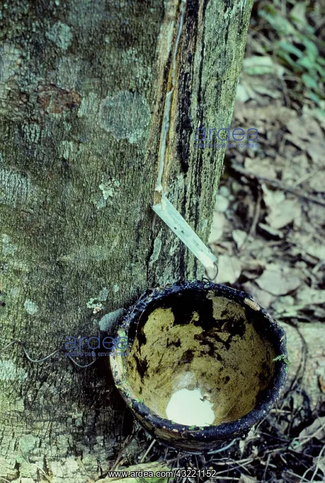 : Tapping a rubber tree : Tapping a rubber tree