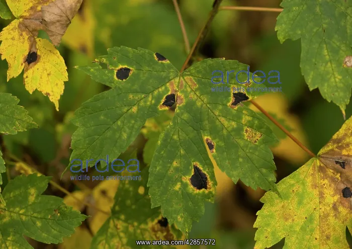 : Tar spot fungus infection on sycamore leaf : Tar spot fungus infection on sycamore leaf