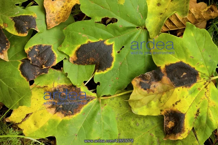 : Tar spot fungus on the leaves of Field Maple, Acer : Tar spot fungus on the leaves of Field Maple, Acer