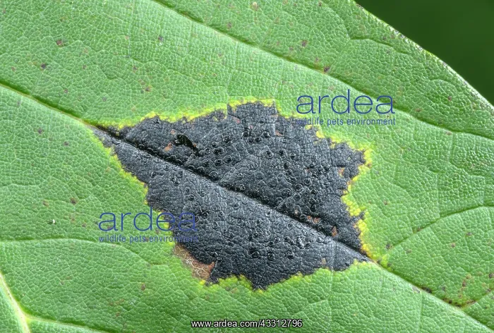 : Tar spot fungus, Rhytisma acerinum, on Sycamore : Tar spot fungus, Rhytisma acerinum, on Sycamore